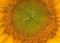 Detailed close-up of a bright sunflower blossom showcasing intricate patterns.