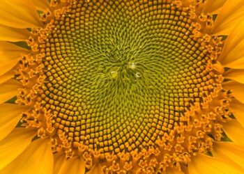 Detailed close-up of a bright sunflower blossom showcasing intricate patterns.