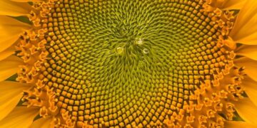 Detailed close-up of a bright sunflower blossom showcasing intricate patterns.