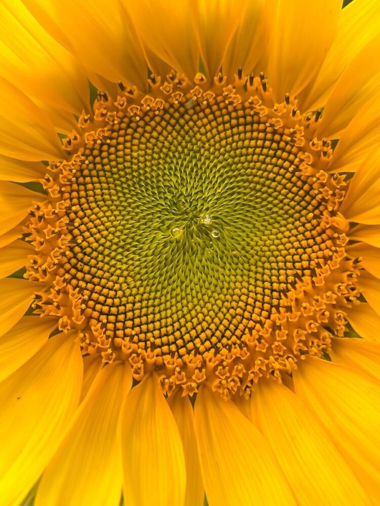 Detailed close-up of a bright sunflower blossom showcasing intricate patterns.