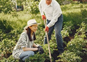 Elderly man and young woman working together in a lush garden on a sunny day.