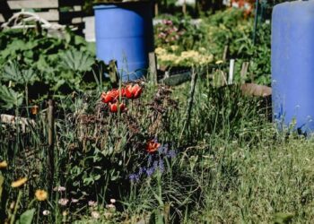Lush community garden in summer featuring vibrant flowers and a distinctive blue barrel.