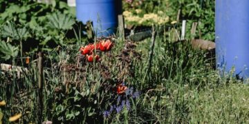 Lush community garden in summer featuring vibrant flowers and a distinctive blue barrel.