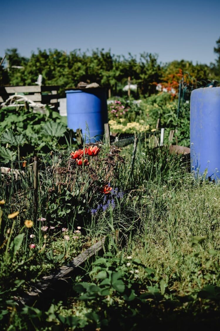 Lush community garden in summer featuring vibrant flowers and a distinctive blue barrel.