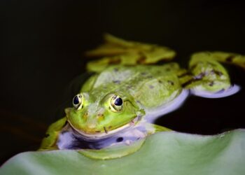 10 Easy Ways to Slash Your Carbon Footprint and Simplify Your Life