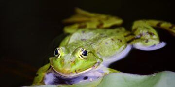 10 Easy Ways to Slash Your Carbon Footprint and Simplify Your Life