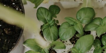 Fresh green herbal saplings growing indoors in recycled planters, symbolizing sustainable gardening.