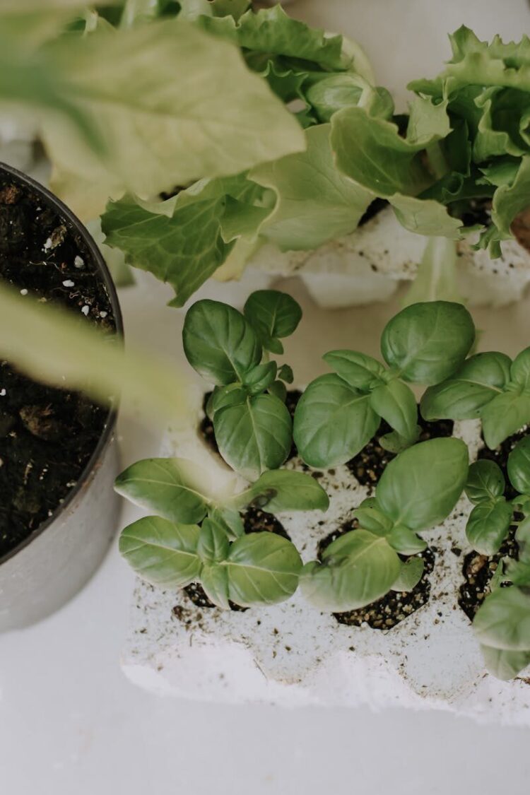 Fresh green herbal saplings growing indoors in recycled planters, symbolizing sustainable gardening.
