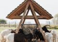 Rustic wooden shelter with goats grazing in a rural pasture setting.
