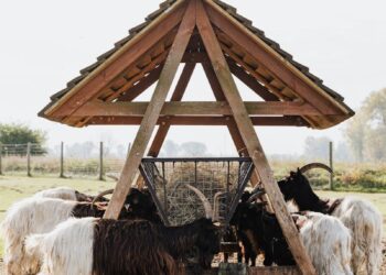Rustic wooden shelter with goats grazing in a rural pasture setting.