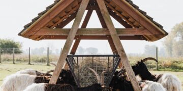 Rustic wooden shelter with goats grazing in a rural pasture setting.