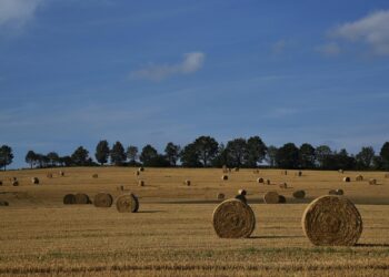 Harvesting Connections: Building a Thriving Community with a CSA Program