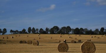 Harvesting Connections: Building a Thriving Community with a CSA Program