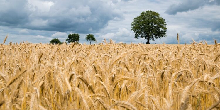 Harvesting Success: Mastering Organic Crop Rotation for Sustainable Farming