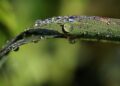 Thirsty for Change: Innovative Sustainable Solutions for Water Scarcity in Drought-Stricken Regions