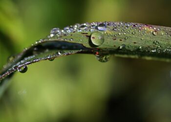 Thirsty for Change: Innovative Sustainable Solutions for Water Scarcity in Drought-Stricken Regions