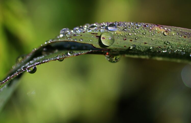 Thirsty for Change: Innovative Sustainable Solutions for Water Scarcity in Drought-Stricken Regions