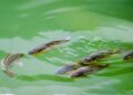 A serene scene of tilapia fish swimming in a green pond in Hong Kong's New Territories.