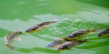 A serene scene of tilapia fish swimming in a green pond in Hong Kong's New Territories.