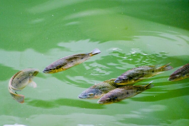A serene scene of tilapia fish swimming in a green pond in Hong Kong's New Territories.