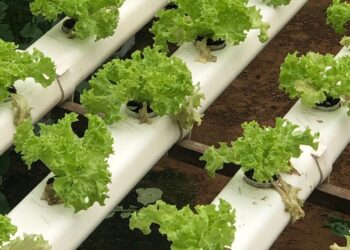 Hydroponic lettuce growing on a farm in Cameron Highlands, Malaysia. Fresh and sustainable agriculture.