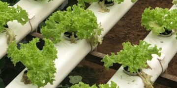 Hydroponic lettuce growing on a farm in Cameron Highlands, Malaysia. Fresh and sustainable agriculture.