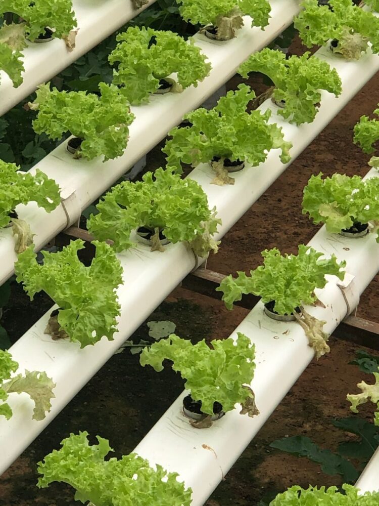 Hydroponic lettuce growing on a farm in Cameron Highlands, Malaysia. Fresh and sustainable agriculture.