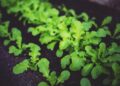 Close-up of lush green arugula plants growing in rich, dark soil. Ideal for healthy eating concepts.