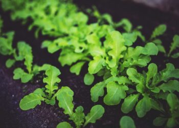 Close-up of lush green arugula plants growing in rich, dark soil. Ideal for healthy eating concepts.