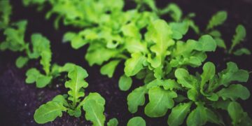 Close-up of lush green arugula plants growing in rich, dark soil. Ideal for healthy eating concepts.