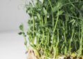 Close-up of organic pea microgreens showing lush green shoots and roots, ideal for a healthy diet.