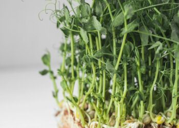 Close-up of organic pea microgreens showing lush green shoots and roots, ideal for a healthy diet.