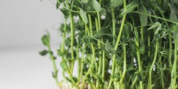 Close-up of organic pea microgreens showing lush green shoots and roots, ideal for a healthy diet.