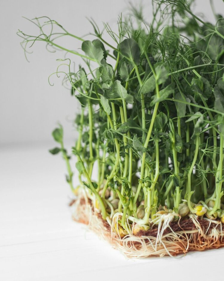 Close-up of organic pea microgreens showing lush green shoots and roots, ideal for a healthy diet.